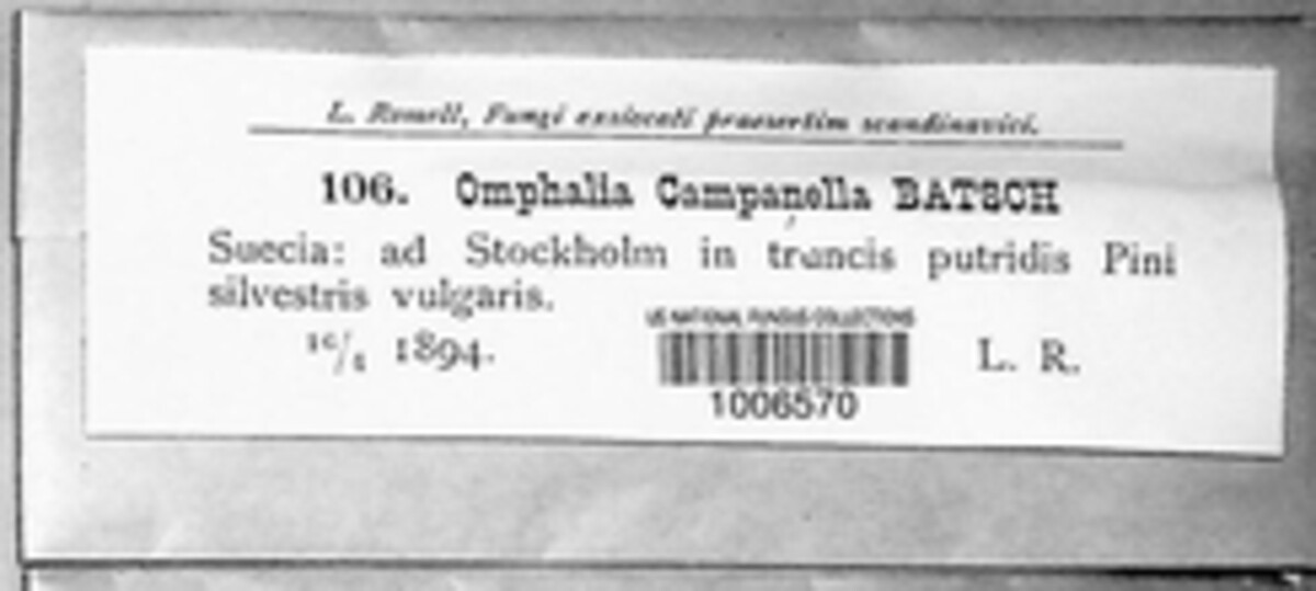 Xeromphalina campanella image